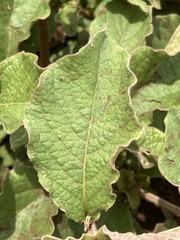 Amaranthaceae