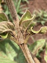 Amaranthaceae