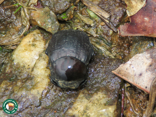 Deltochilum irroratum