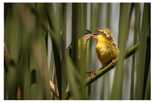 Ornaattachuri (Tachuris rubrigastra)