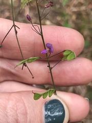 Desmodium strictum