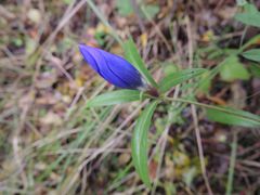 Gentiana triflora