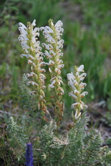 Pedicularis achilleifolia