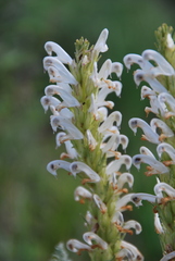 Pedicularis achilleifolia