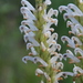 Pedicularis achilleifolia - Photo (c) petr_kosachev,  זכויות יוצרים חלקיות (CC BY-NC)