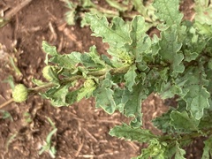 Nidorella podocephala
