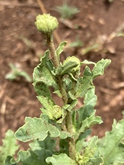 Nidorella podocephala