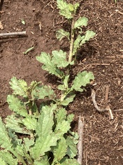 Nidorella podocephala
