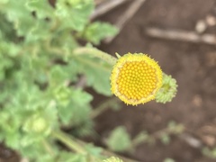 Nidorella podocephala