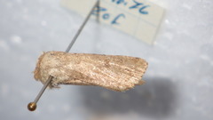 Caradrina clavipalpis