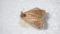 Caradrina clavipalpis
