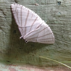 Urapteroides astheniata