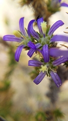 Wahlenbergia subulata