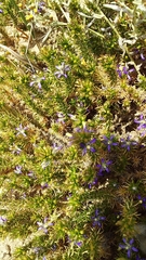 Wahlenbergia subulata