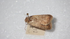 Caradrina clavipalpis