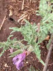 Oenothera tetraptera