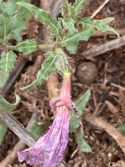 Oenothera tetraptera