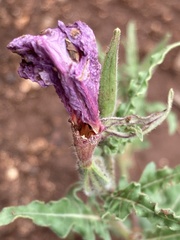 Oenothera tetraptera