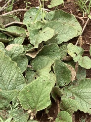 Hermannia transvaalensis