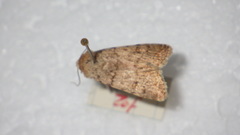 Caradrina clavipalpis