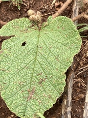 Hermannia transvaalensis