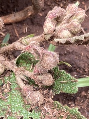 Hermannia transvaalensis