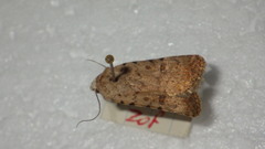 Caradrina clavipalpis