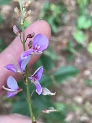 Desmodium fernaldii