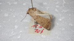 Caradrina clavipalpis