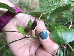 Rhynchosia difformis