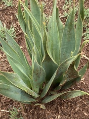 Ledebouria marginata