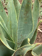 Ledebouria marginata