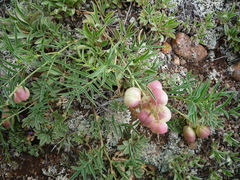 Astragalus chorinensis