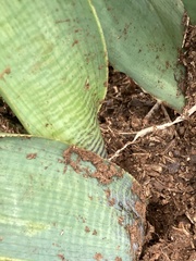 Ledebouria marginata