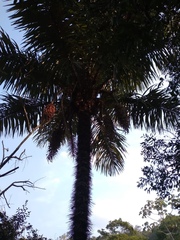Cocoseae