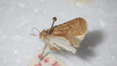 Caradrina clavipalpis