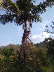 Cocoseae