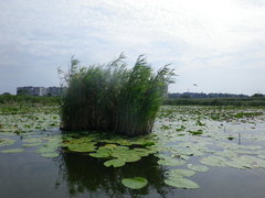 Phragmites australis