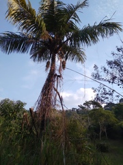 Cocoseae