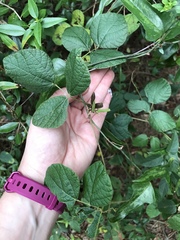 Rhynchosia difformis