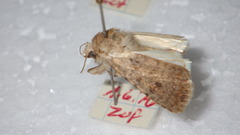Caradrina clavipalpis