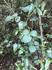 Rhynchosia difformis