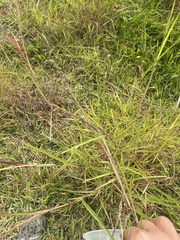 Dichanthium