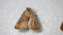 Caradrina clavipalpis