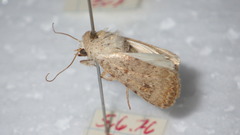 Caradrina clavipalpis