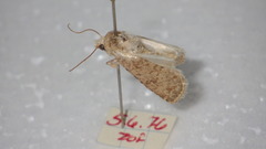 Caradrina clavipalpis