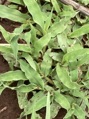Urochloa panicoides