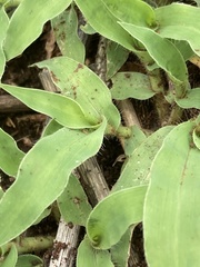 Urochloa panicoides