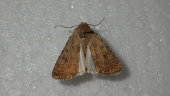 Caradrina clavipalpis