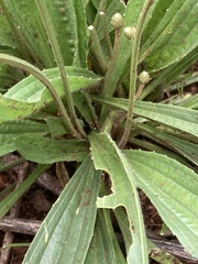 Plantago lanceolata